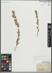 Foto von Salix repens subsp. rosmarinifolia (L.) Andersson